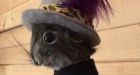 Gord Downie, as squirrel: Yukon woman makes art from animals