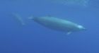 First-ever underwater video of the elusive True's beaked whale | New Scientist