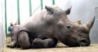 Rhino SHOT DEAD inside zoo by heartless poachers for its 250,000 horn