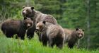 B.C. farmer fined over 4 grizzly bear deaths