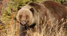 Ending grizzly hunt among recommendations in new report