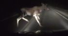Dashcam shows driver narrowly missing moose on dark highway