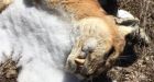 Cougar found dead in March 'not part of a resident cougar population' says MNRF