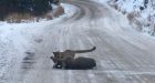 Kamloops, B.C., man photographs cougar attack on a doe