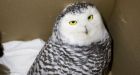 Hedwig, the owl who lived: Rescued Fort McMurray bird attracts Harry Potter fame