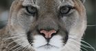 Cougar shot and killed by Clearwater, B.C., RCMP