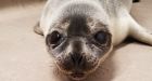 Seal hit by car after wandering onto N.S. highway now eating, recovering