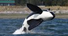 Killer whale lured out of B.C. harbour by recorded orca calls