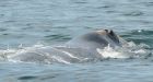 Whale expert 'taken aback' by entangled right whale's rapid deterioration