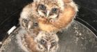 Wild burrowing owl who dug into recovery program welcomes 5 chicks