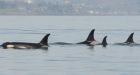 Fate of starving orca in question as J-pod not spotted for days