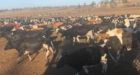 Living with Australia's drought: 'It's cheaper to shoot the cows'