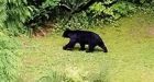 Aggressive bear in Lynn Valley leads to trail closures