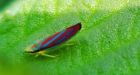 What's that bug' How to identify any plant or animal with your smartphone
