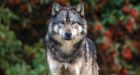 Wolf caught in downtown Victoria is celebrated Takaya, say conservation officers