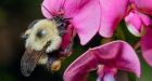 Hotter heat waves are wiping out bumblebees, study finds