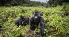 Four rare mountain gorillas 'die in Uganda lightning strike'