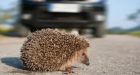 Nottingham Trent University study to assess impact of traffic on hedgehogs