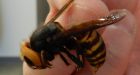 Murder hornet: Asian invader is death on wings for bees in Canada, U.S.  | Globalnews.ca