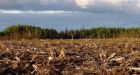 U.S. toilet paper production is wiping out Canada's boreal forest, report claims