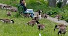 How Canada geese bounced back from near extinction to conquer North America