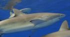 B.C.-based company fined $60K for importing thousands of fins from threatened shark species