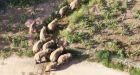China elephants: Herd on mammoth 500km trek reaches Kunming