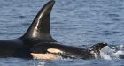 New baby spotted with endangered southern resident killer whale pod