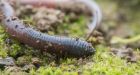 Earthworm invasion in Canadian forest linked to insect decline, study suggests