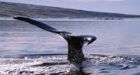 Beaufort Sea exploration could harm bowhead whales