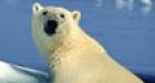 Polar bears on thin ice