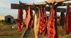 Salmon becoming a rarity on Yukoners' tables