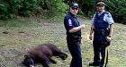 Coquitlam woman recovering from bear attack