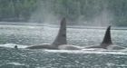 B.C.'s orca matriarch believed dead at 98