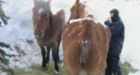 Volunteers digging to free horses