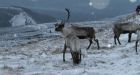 N.W.T. reindeer herd offered to hunters at $375 a shot