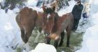 Snowbound horses rescued from B.C. mountainside