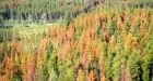 Cold snap likely won't slow pine beetle plague in B.C.