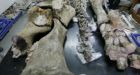 Scientists reconstructing giant elephant skeleton