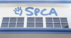 SPCA seizes 89 cats and dogs from squalid conditions in Guysborough Co.