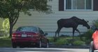 Loose moose chased by police