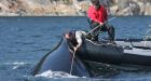 Fisheries officers rescue tangled whale off central B.C.