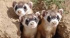 Black-footed ferret coming to Sask. Grasslands this fall