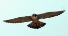 Falcon earns freedom after helping to control gulls