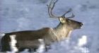 N.W.T. caribou herd numbers plummet