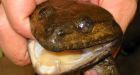 Fanged, bird-eating frog among new discoveries