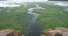 Toxic algae under investigation at French beach