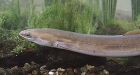 Eel reveals its migration secrets