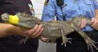 Crocodile caught in Ontario pond