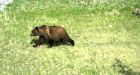 Wandering grizzly shot in northern B.C. city